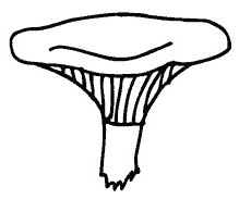 Funnel